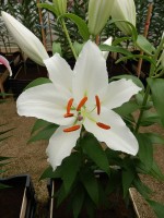 [4322 White Shores GA No102.JPG]